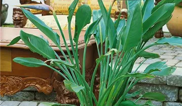 Zum Vergrößern klicken Bildvorschau