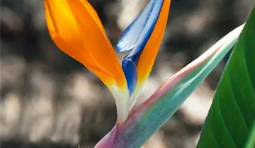 Zum Vergrößern klicken Bildvorschau