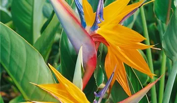 Zum Vergrößern klicken Bildvorschau