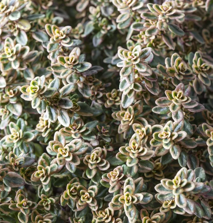 Bunter Zitronen-Thymian 'Aureus'