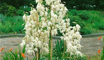 Zum Vergrößern klicken Bildvorschau