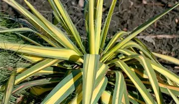 Zum Vergrößern klicken Bildvorschau