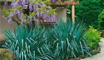 Zum Vergrößern klicken Bildvorschau