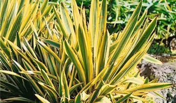 Zum Vergrößern klicken Bildvorschau