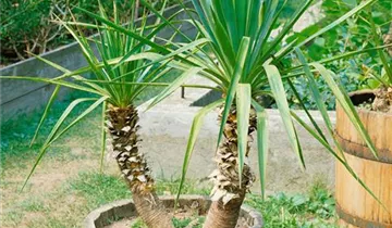 Zum Vergrößern klicken Bildvorschau