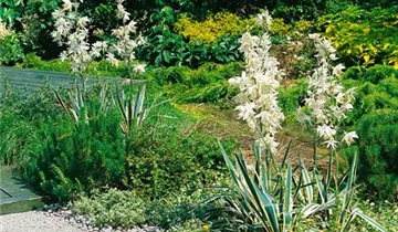 Zum Vergrößern klicken Bildvorschau