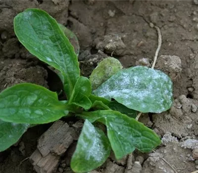 Echter Mehltau an Feldsalat Echter Mehltau an Feldsalat