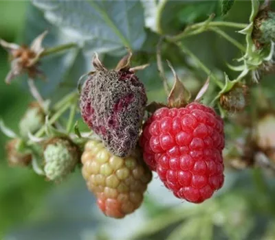 Grauschimmelfäule an Himbeeren Grauschimmelfäule an Himbeeren