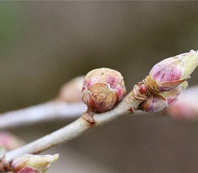 Johannisbeergallmilbe