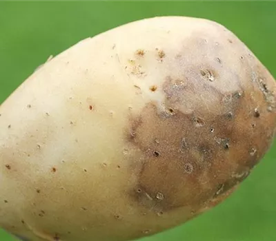 Kraut- und Knollenfäule an Kartoffeln