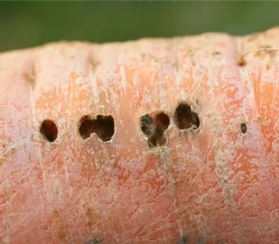 Schnecken an Möhren