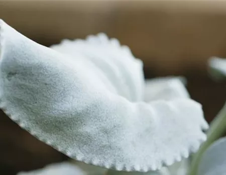 Silberblatt (Senecio) - Einpflanzen im Garten Silberblatt (Senecio) - Einpflanzen im Garten