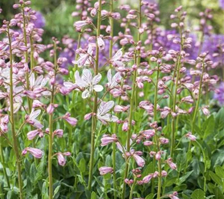 Diptam – wenn eine Pflanze Feuer fängt Diptam – wenn eine Pflanze Feuer fängt