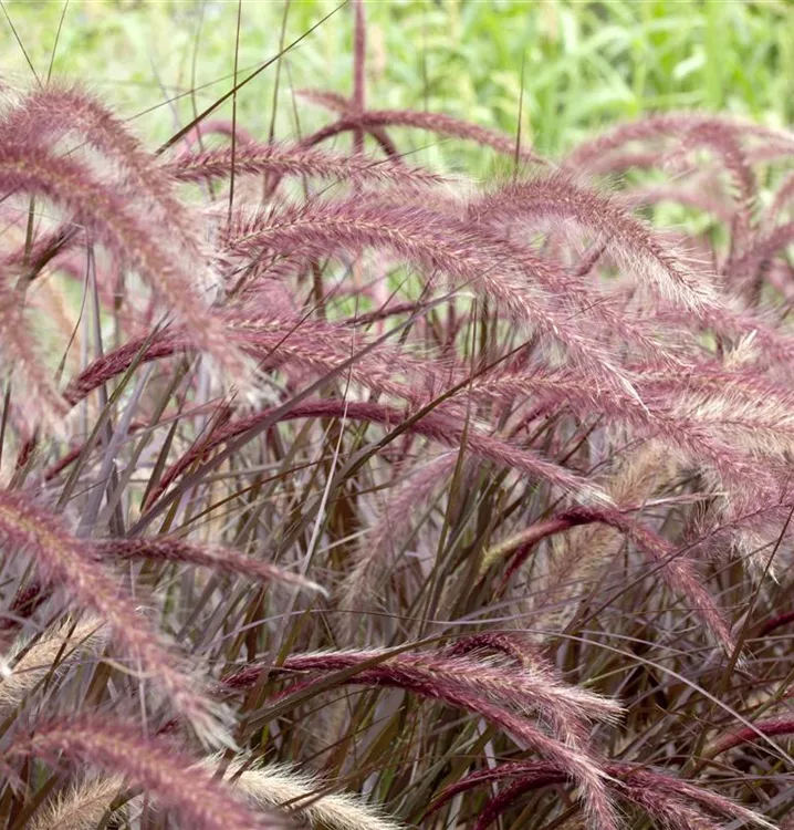 Federborstengras 'Rubrum'