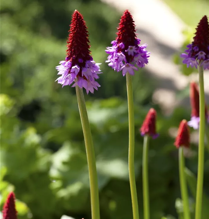 Orchideen-Schlüsselblume
