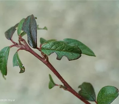 Dickmaulrüssler an Zwergmispeln