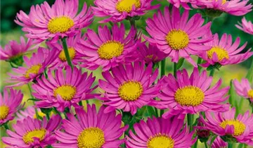 Zum Vergrößern klicken Bildvorschau