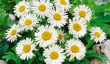 Zum Vergrößern klicken Bildvorschau