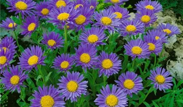 Zum Vergrößern klicken Bildvorschau