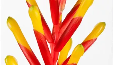 Zum Vergrößern klicken Bildvorschau