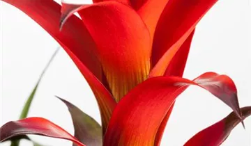 Zum Vergrößern klicken Bildvorschau