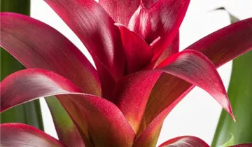 Zum Vergrößern klicken Bildvorschau