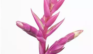 Zum Vergrößern klicken Bildvorschau