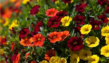 Zum Vergrößern klicken Bildvorschau