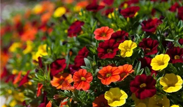 Zum Vergrößern klicken Bildvorschau