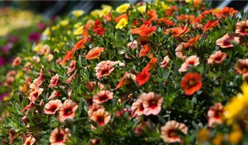 Zum Vergrößern klicken Bildvorschau