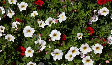 Zum Vergrößern klicken Bildvorschau