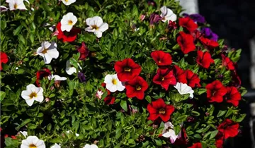 Zum Vergrößern klicken Bildvorschau