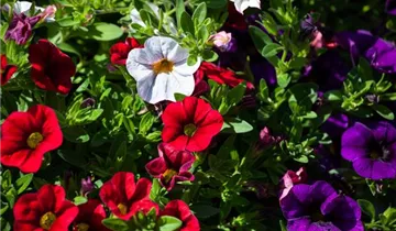 Zum Vergrößern klicken Bildvorschau