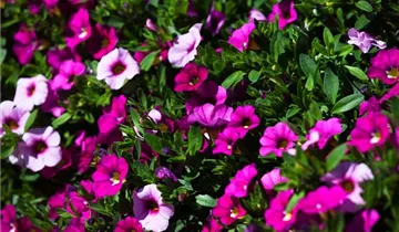 Zum Vergrößern klicken Bildvorschau