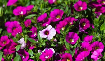 Zum Vergrößern klicken Bildvorschau