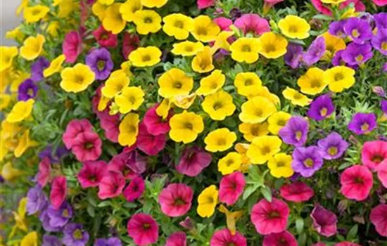 Zauberglöckchen 'Celebration® Karneval' Zauberglöckchen 'Celebration® Karneval'