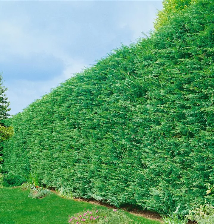 Grüne Leylandzypresse