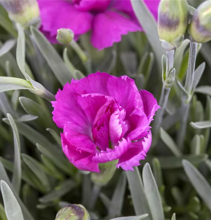 Gartennelke 'Violett Wonder'
