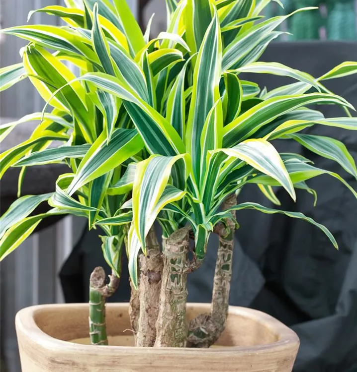 Drachenbaum 'Lemon Lime'