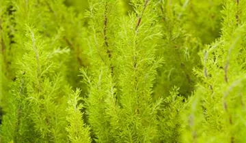 Zum Vergrößern klicken Bildvorschau