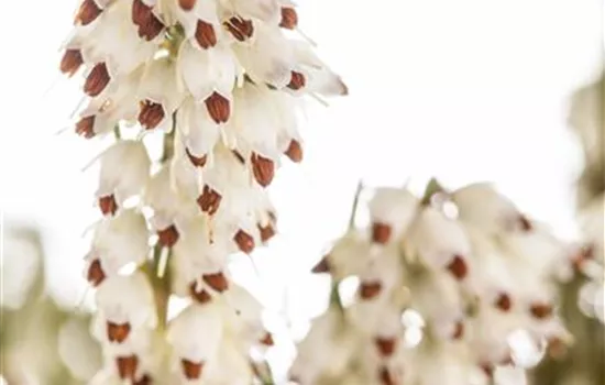 Winterblühende Heide Winterblühende Heide