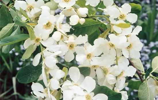 Sparrige Prunkspiere