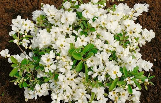 Kleine Prunkspiere