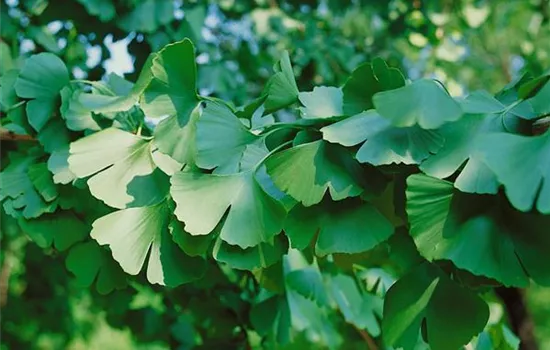 Fächerblattbaum 'Beijing Gold'