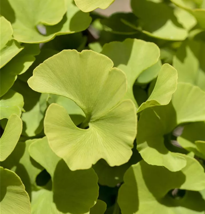 Fächerblattbaum 'Mariken'