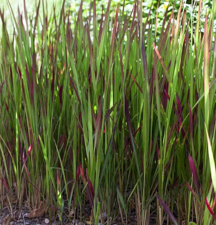 Walzenförmiges Alang-Alang-Gras