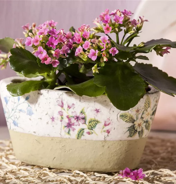 Flammendes Käthchen