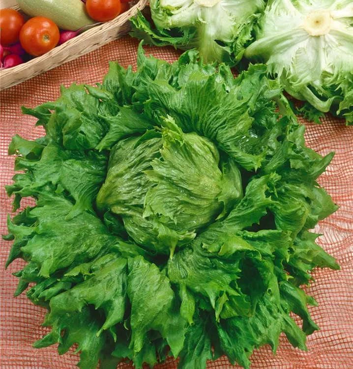 Eisbergsalat 'Reine des Glaces'