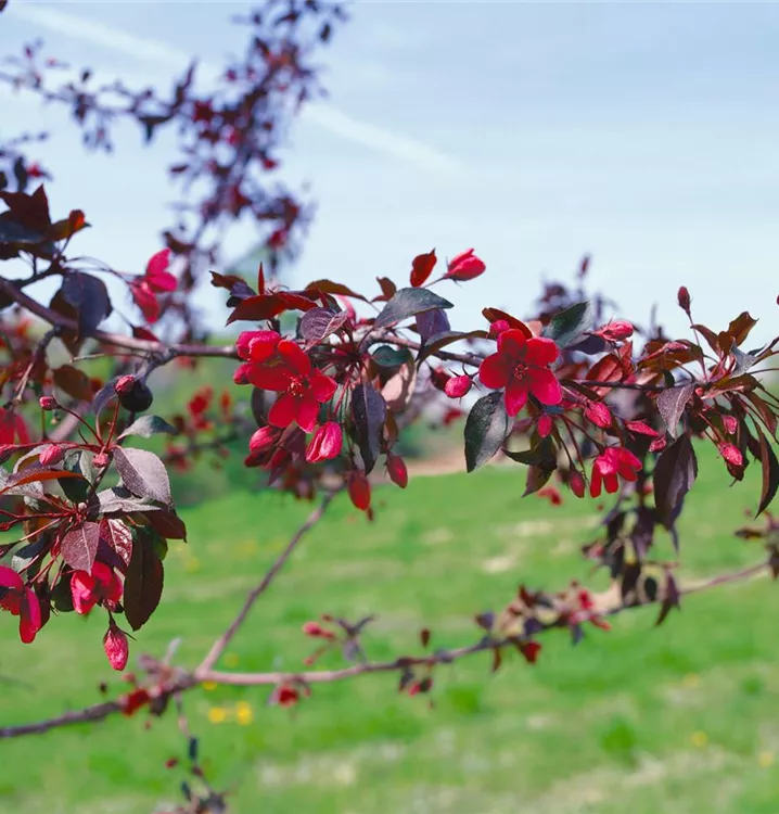 Zierapfel 'Royalty'