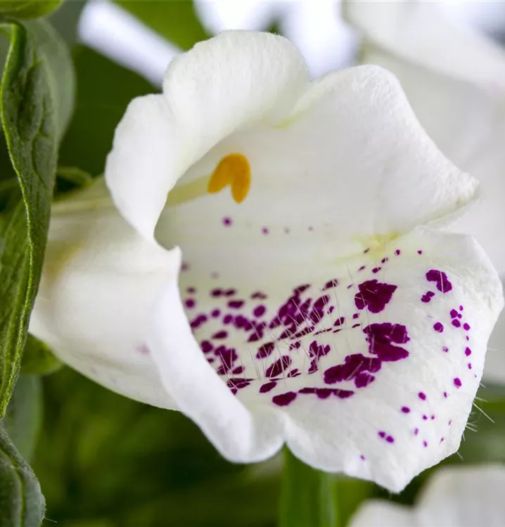 Garten-Fingerhut